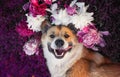 Beautiful portrait of a cute puppy dog Ã¢â¬â¹Ã¢â¬â¹corgi lies on a lilac meadow surrounded by lush grass and flowers of pink fragrant Royalty Free Stock Photo